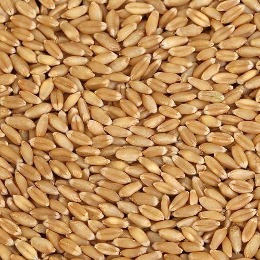 Sharbati Wheat